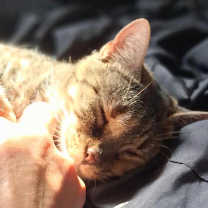 Addie thumbnail 3
