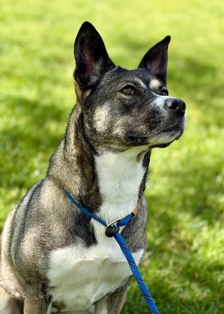 A young medium-sized female Husky dog named Luna for adoption in Wintersville, OH
