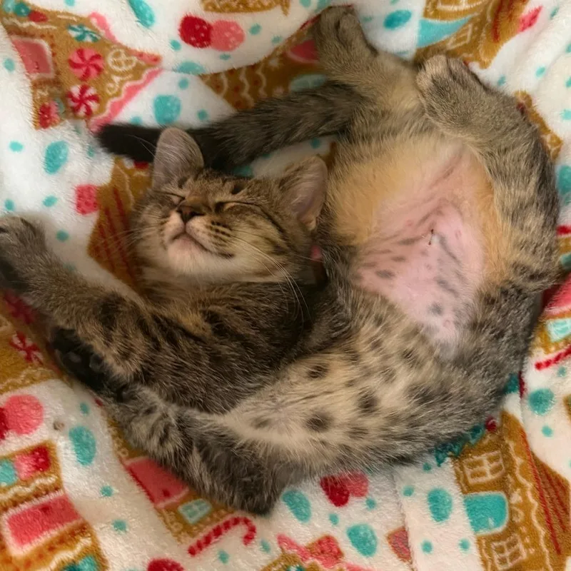 A baby small-sized female Brown / Chocolate Domestic Short Hair cat named Laundry for adoption in Falls Church, VA
