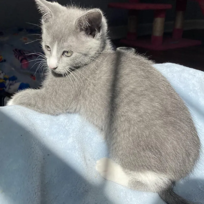 A baby small-sized female Gray / Blue / Silver Domestic Short Hair cat named Mighty Magic for adoption in Fredericksburg, VA