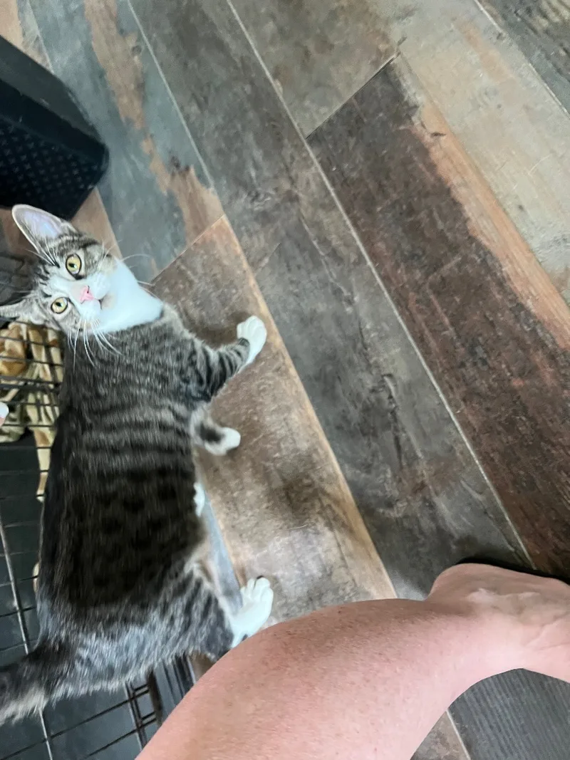 A young medium-sized male Gray & White Domestic Short Hair cat named Logan for adoption in Angleton, TX