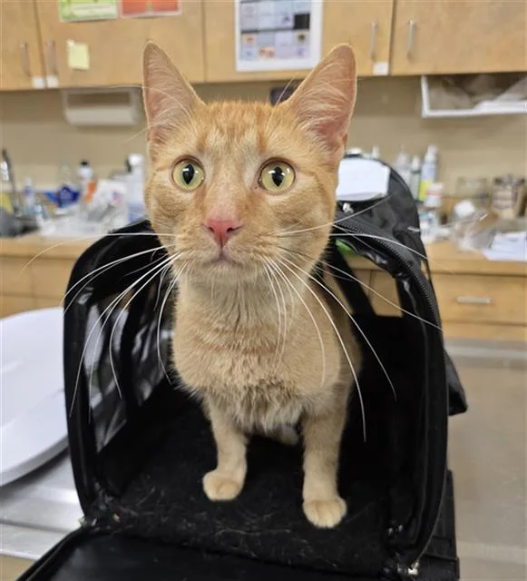 A young small-sized male Domestic Short Hair cat named Tang for adoption in Aliquippa, PA