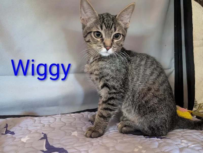 A young small-sized male Brown / Chocolate Domestic Short Hair cat named Wiggy Heber for adoption in Chandler, AZ