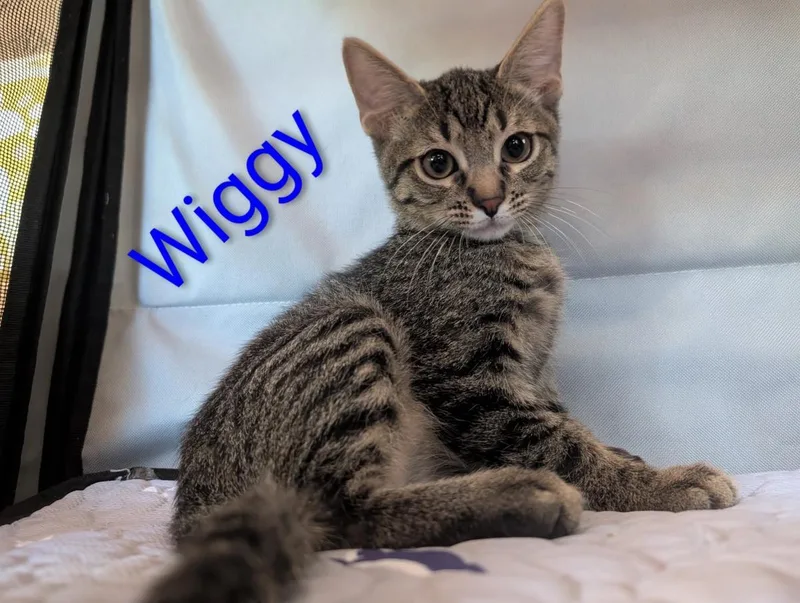 Wiggy Heber thumbnail 2
