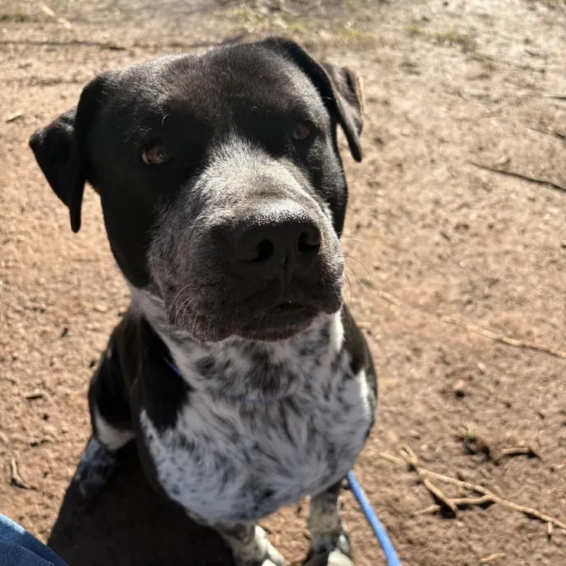 Bo Round thumbnail 2