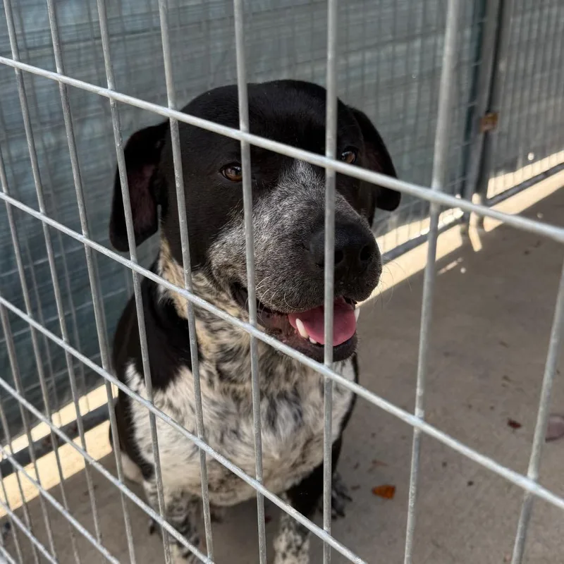 Bo Round thumbnail 3