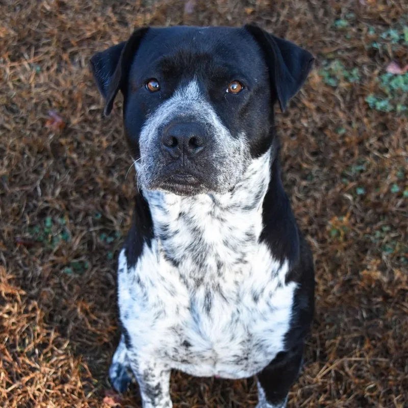 Bo Round thumbnail 4