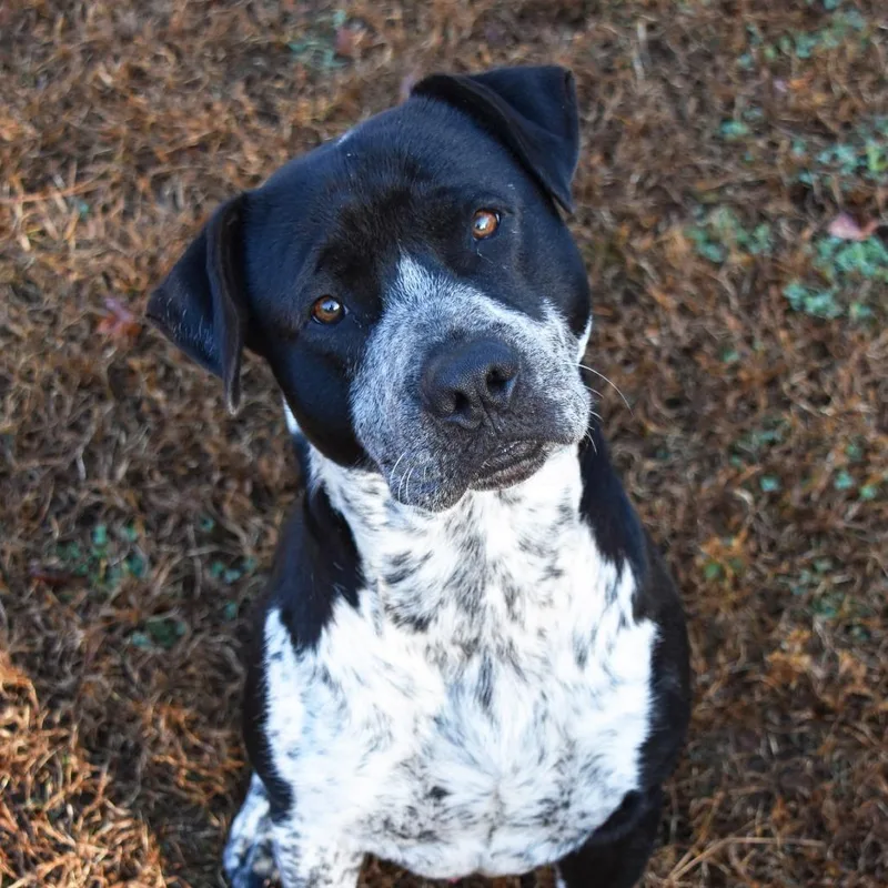 Bo Round thumbnail 5