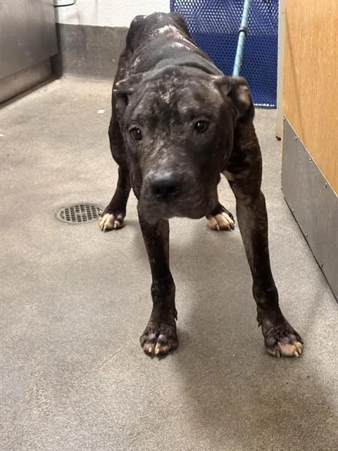 A young large-sized male Pit Bull Terrier dog named Tony T for adoption in Upper Marlboro, MD