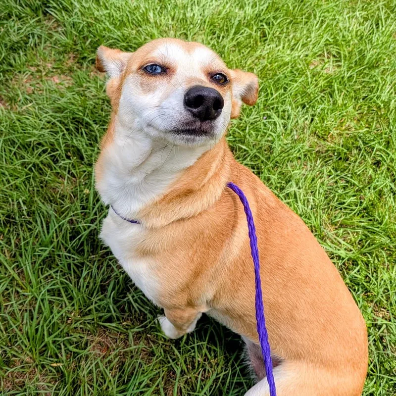 An adult small-sized female Yellow / Tan / Blond / Fawn Mixed Breed dog named Daisy Pearl for adoption in Houston, TX