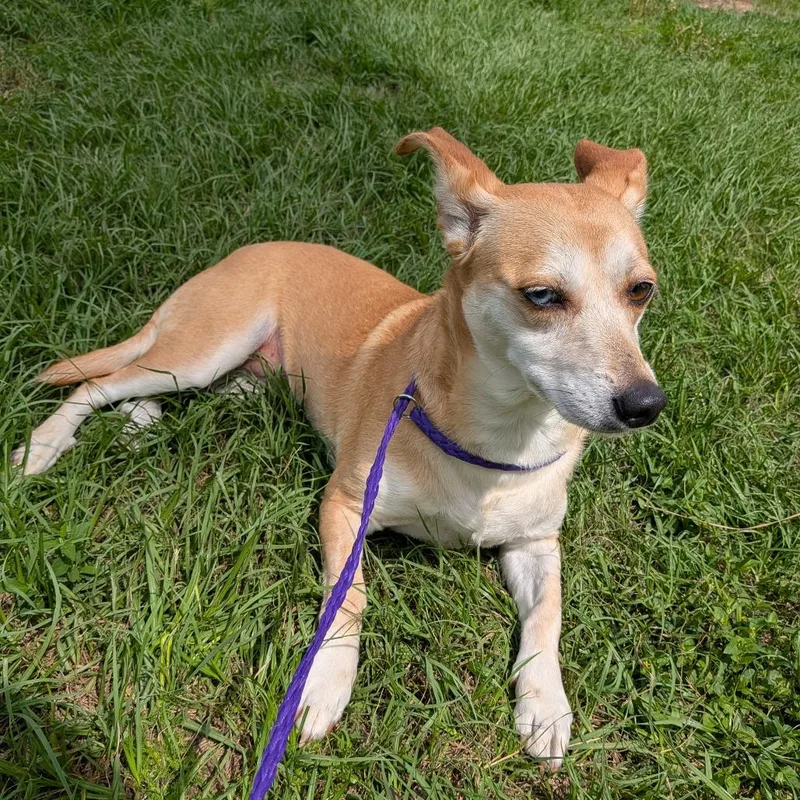 Daisy Pearl thumbnail 2