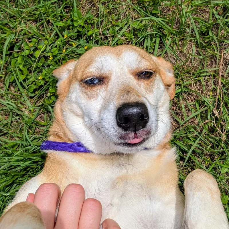 Daisy Pearl thumbnail 3