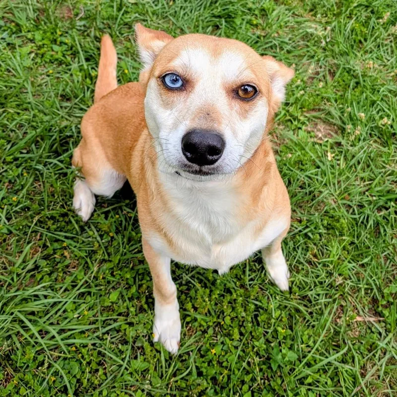 Daisy Pearl thumbnail 4