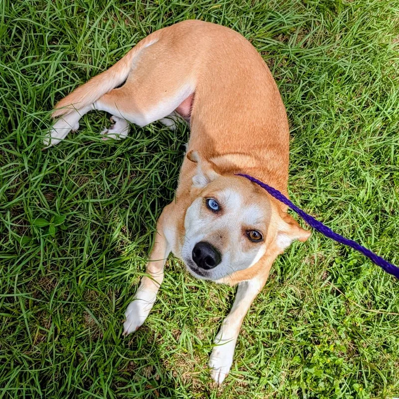 Daisy Pearl thumbnail 5