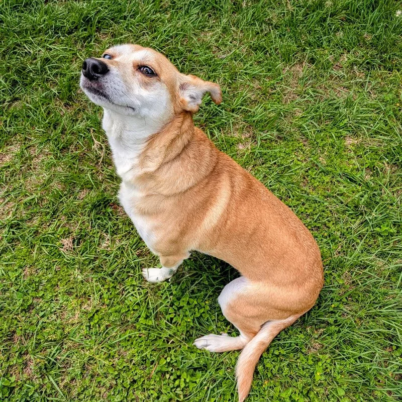 Daisy Pearl thumbnail 6