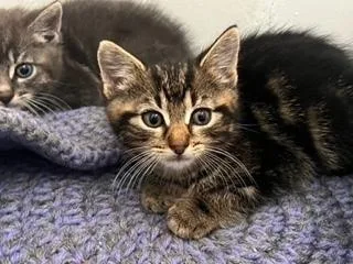 A baby small-sized female Brown / Chocolate Tabby cat named Samantha for adoption in Oradell, NJ