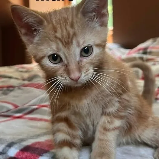 Skye