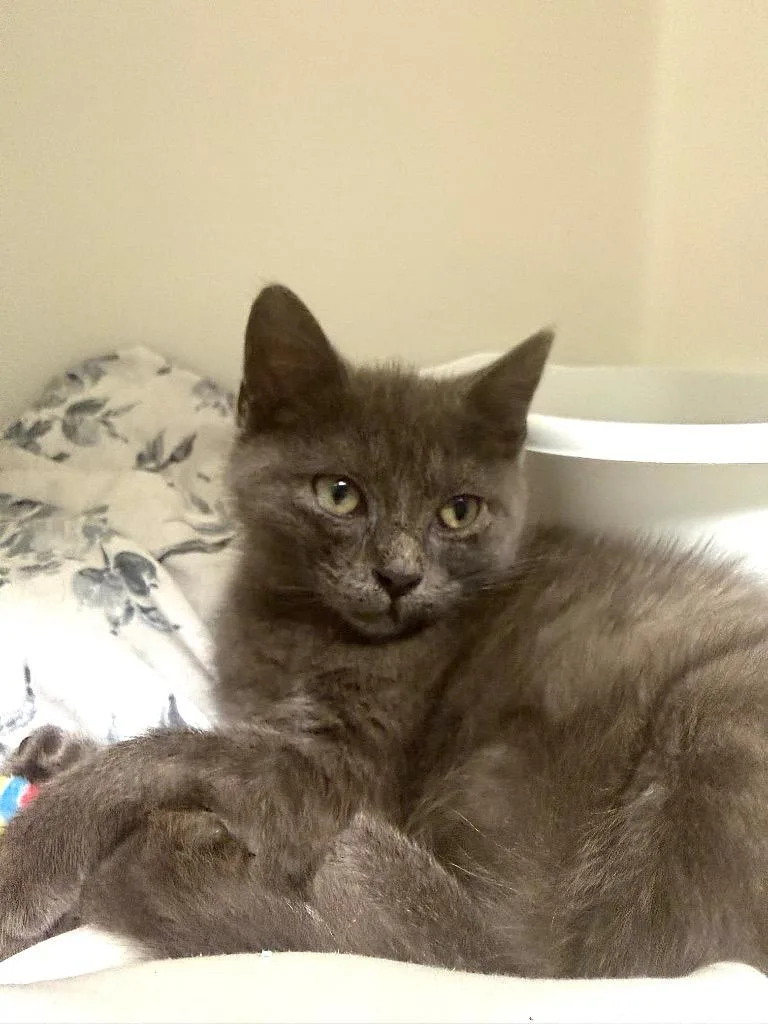 A baby medium-sized female Domestic Short Hair cat named Church for adoption in Pomona, NY