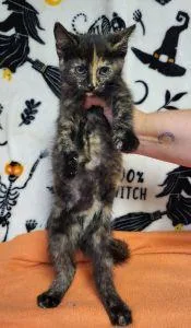 A young medium-sized female Tortoiseshell cat named Ravenna for adoption in Bucyrus, OH
