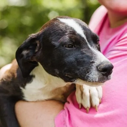 A baby medium-sized male Beagle dog named Bob for adoption in Morton Grove, IL
