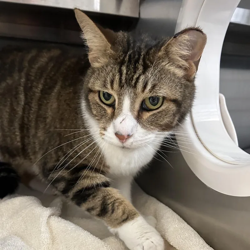 An adult medium-sized male Brown / Chocolate Domestic Short Hair cat named Mayonnaise for adoption in West Olive, MI