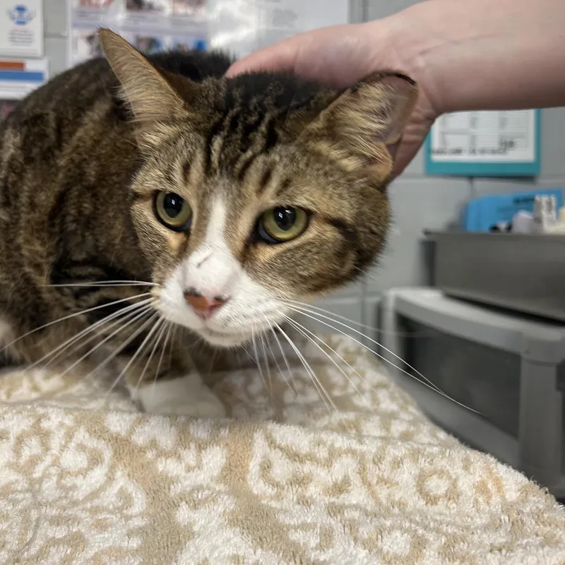 Mayonnaise thumbnail 2