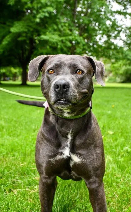 Nala