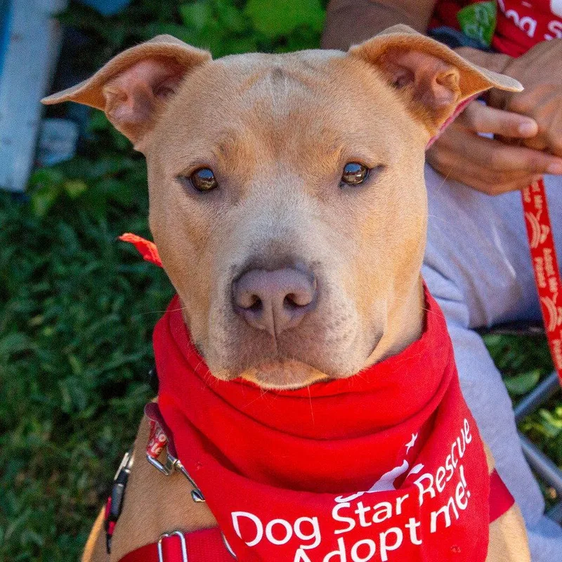 An adult large-sized female Terrier dog named Barbie for adoption in Bloomfield, CT