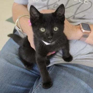 A baby small-sized male Black Domestic Short Hair cat named Elvis for adoption in Birmingham, AL
