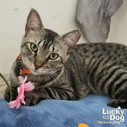 An adult medium-sized female Domestic Short Hair cat named Margie for adoption in Washington, DC