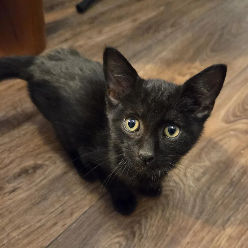 A baby small-sized male Black Domestic Short Hair cat named Perry for adoption in Cooperstown, NY