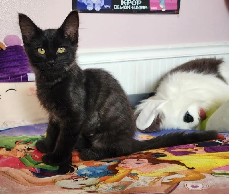 A young medium-sized female Black Domestic Medium Hair cat named Saxophone for adoption in Arlington, WA