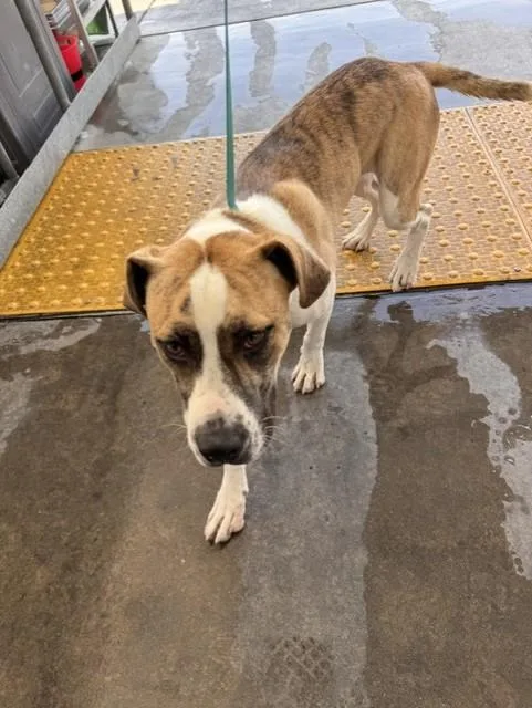 A young small-sized female Mixed Breed dog named Angel for adoption in Bakersfield, CA