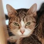 An adult small-sized female Brown / Chocolate Domestic Short Hair cat named Shawna for adoption in Hilliard, OH