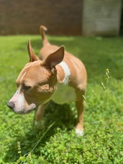 An adult large-sized female Mixed Breed dog named Prose for adoption in Chamblee, GA