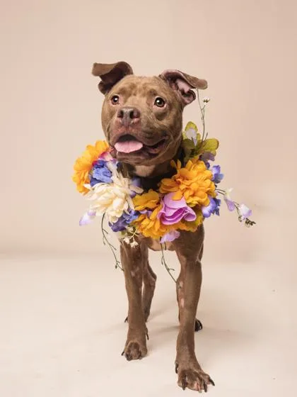 An adult medium-sized female Pit Bull Terrier dog named Becky for adoption in Atlanta, GA
