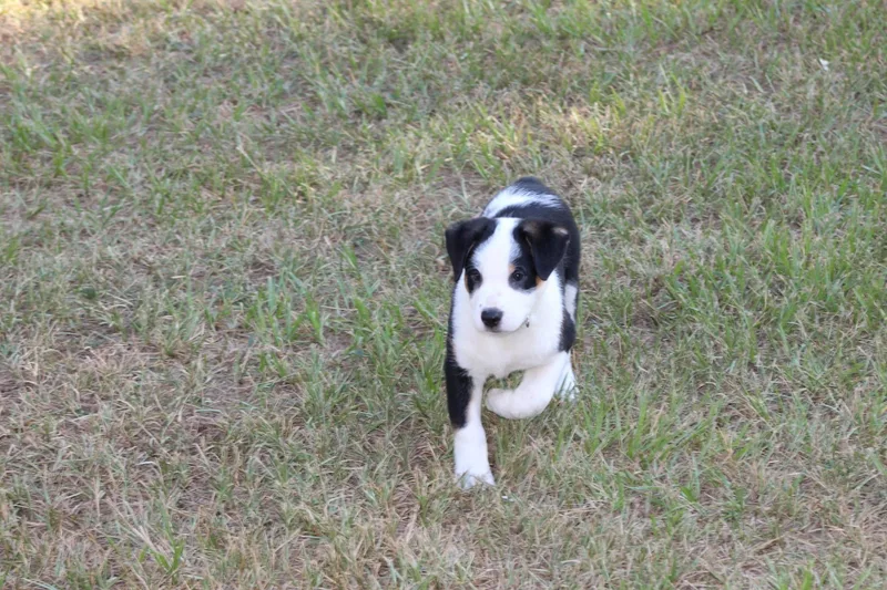 A baby medium-sized male Mixed Breed dog named Rex for adoption in Joshua, TX
