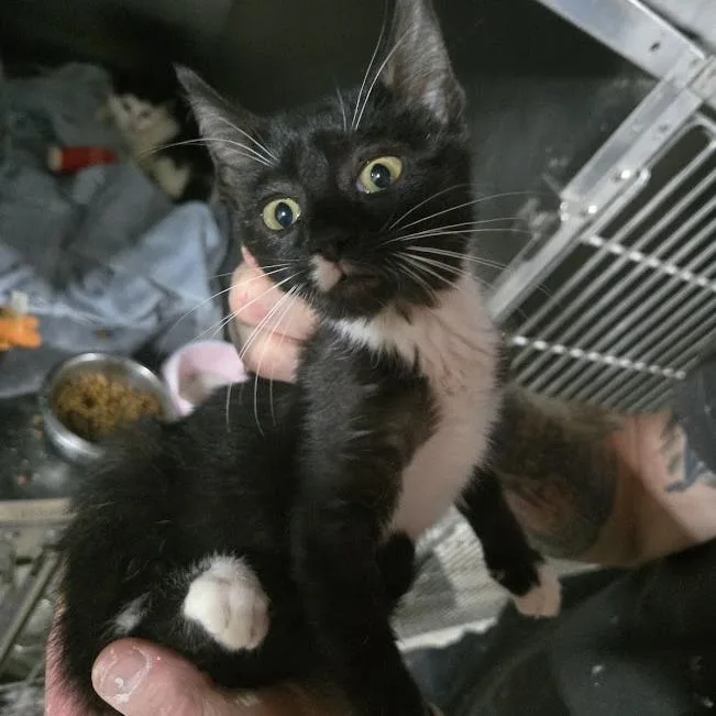 A baby small-sized male Black Domestic Short Hair cat named Geo for adoption in Sioux Falls, SD