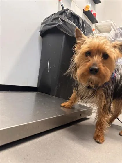 An adult medium-sized male Mixed Breed dog named Chongos for adoption in West Chester, PA