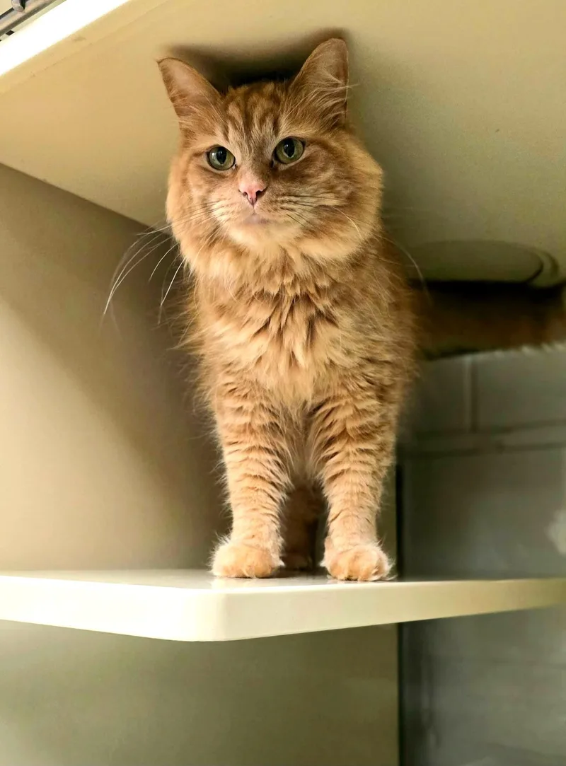 An adult medium-sized male Orange / Red Domestic Long Hair cat named Fred for adoption in New Castle, PA