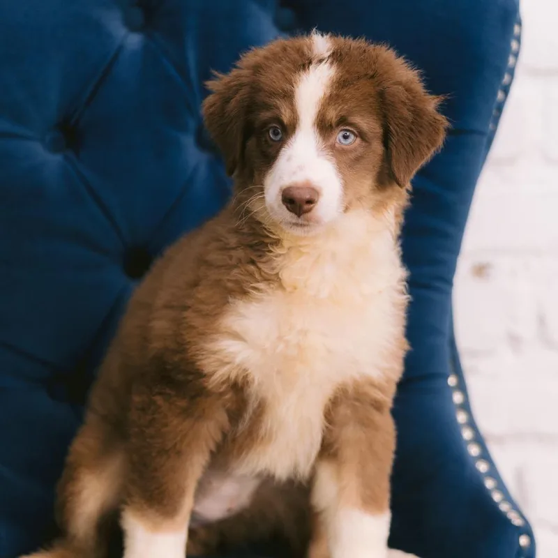 A baby small-sized female Australian Shepherd dog named Autumn for adoption in Zionsville, IN