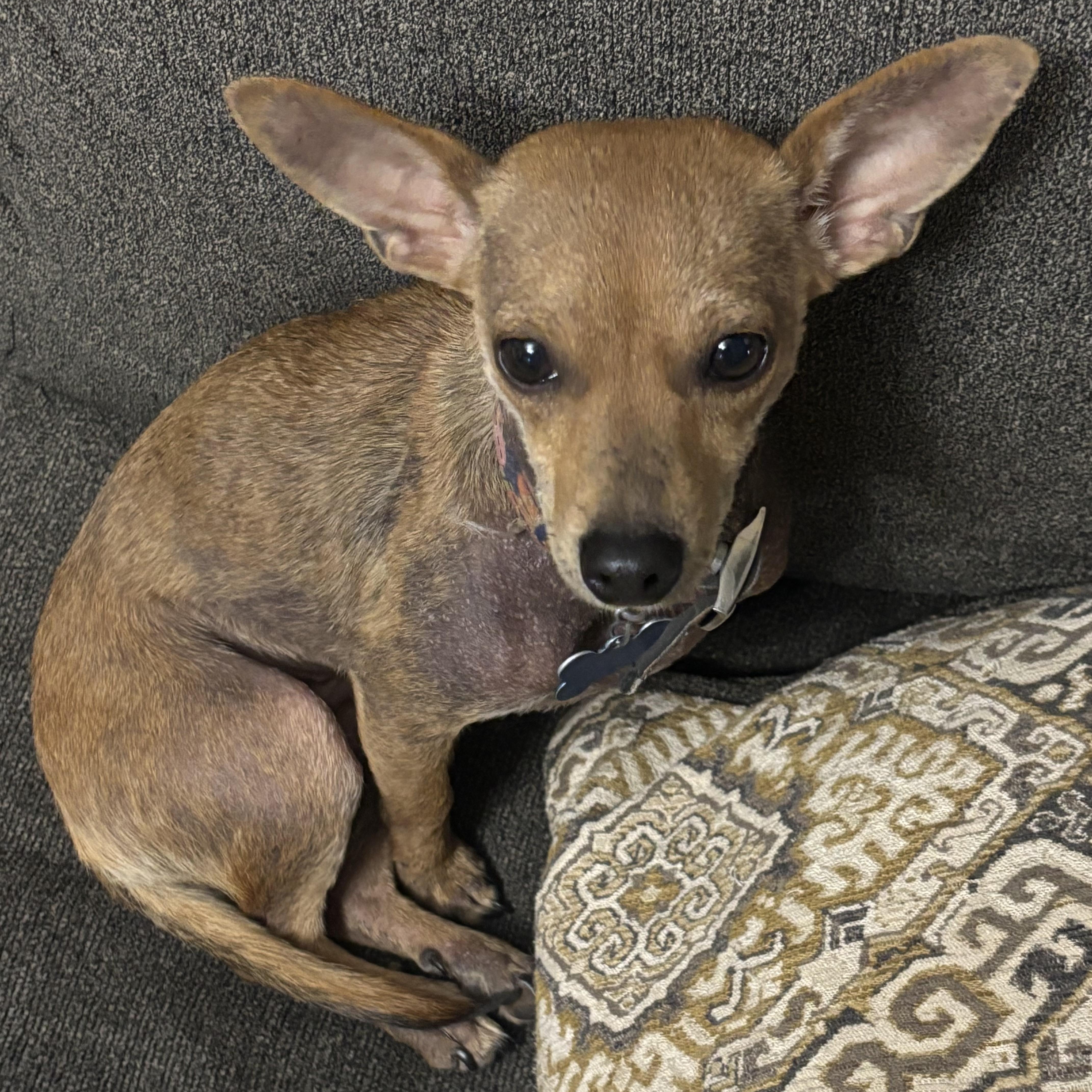 A baby small-sized female Chihuahua dog named Hope for adoption in Chatham, NJ