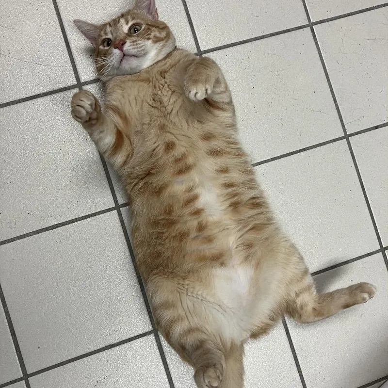 An adult large-sized male Orange / Red Domestic Short Hair cat named Charles for adoption in Lakeland, FL