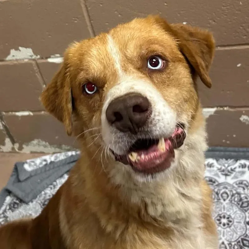A senior medium-sized male Brown / Chocolate Nova Scotia Duck Tolling Retriever dog named Alvin for adoption in Caryville, TN
