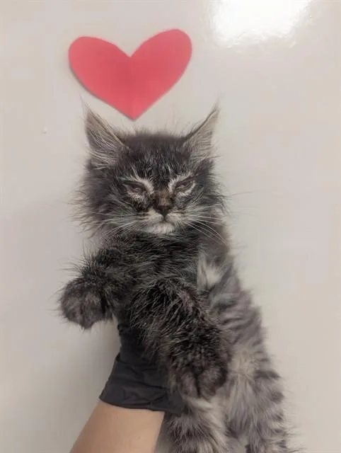 A baby small-sized male Domestic Medium Hair cat named Bingo for adoption in Ontario, CA