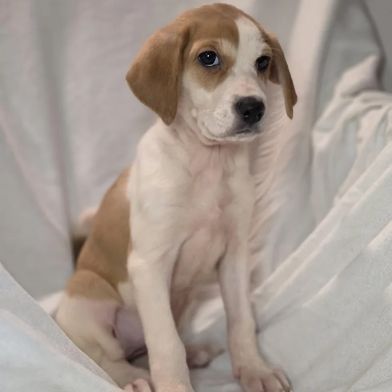 A baby medium-sized female White / Cream Hound dog named Xena for adoption in Blairstown, NJ