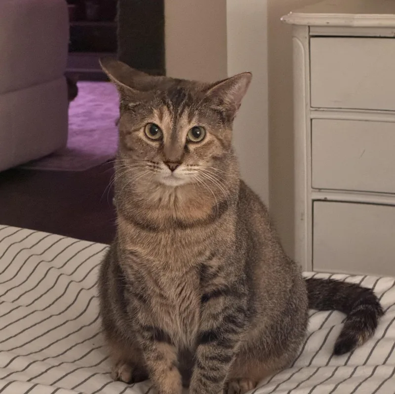 A young medium-sized female Tabby (Brown / Chocolate) Domestic Short Hair cat named Susie for adoption in Nashville, TN