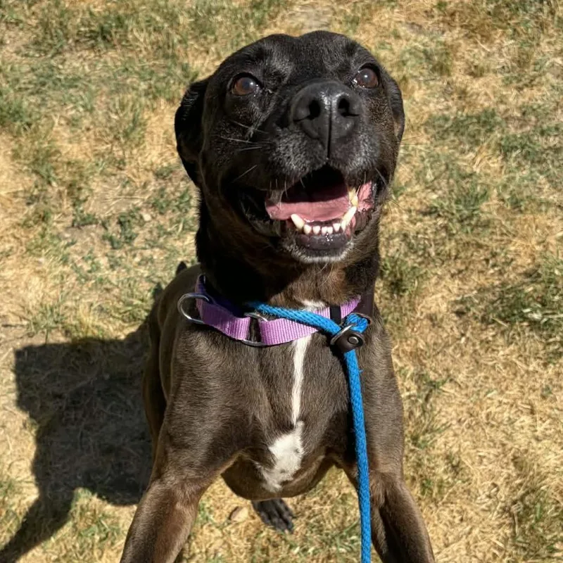 An adult medium-sized male Black Labrador Retriever dog named Max for adoption in Concord, NC