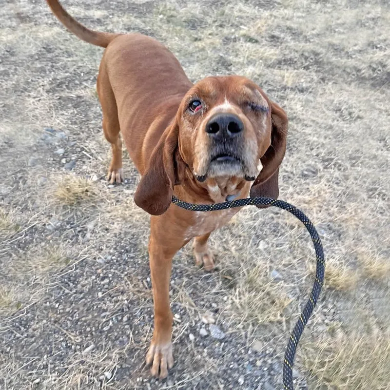 An adult large-sized male Redbone Coonhound dog named Fred for adoption in Hailey, ID