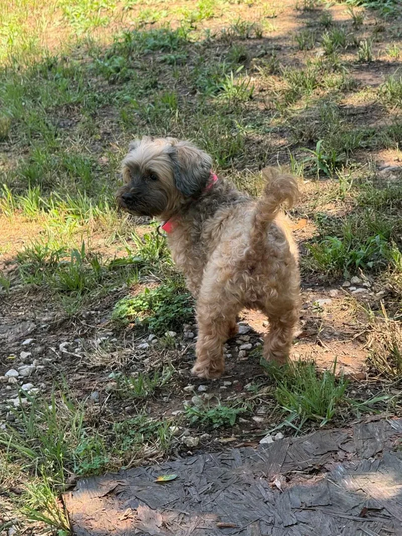 A senior small-sized female Apricot / Beige Poodle dog named Reese for adoption in Garland, TX